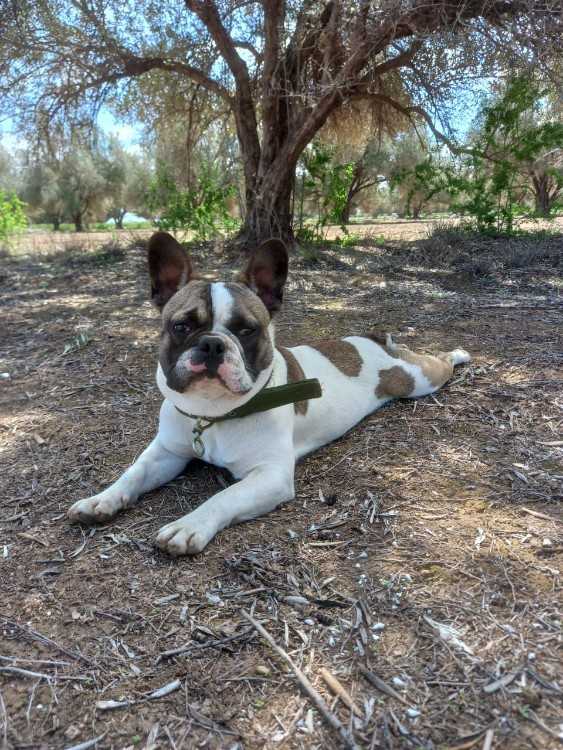 Bouledogue français mâle